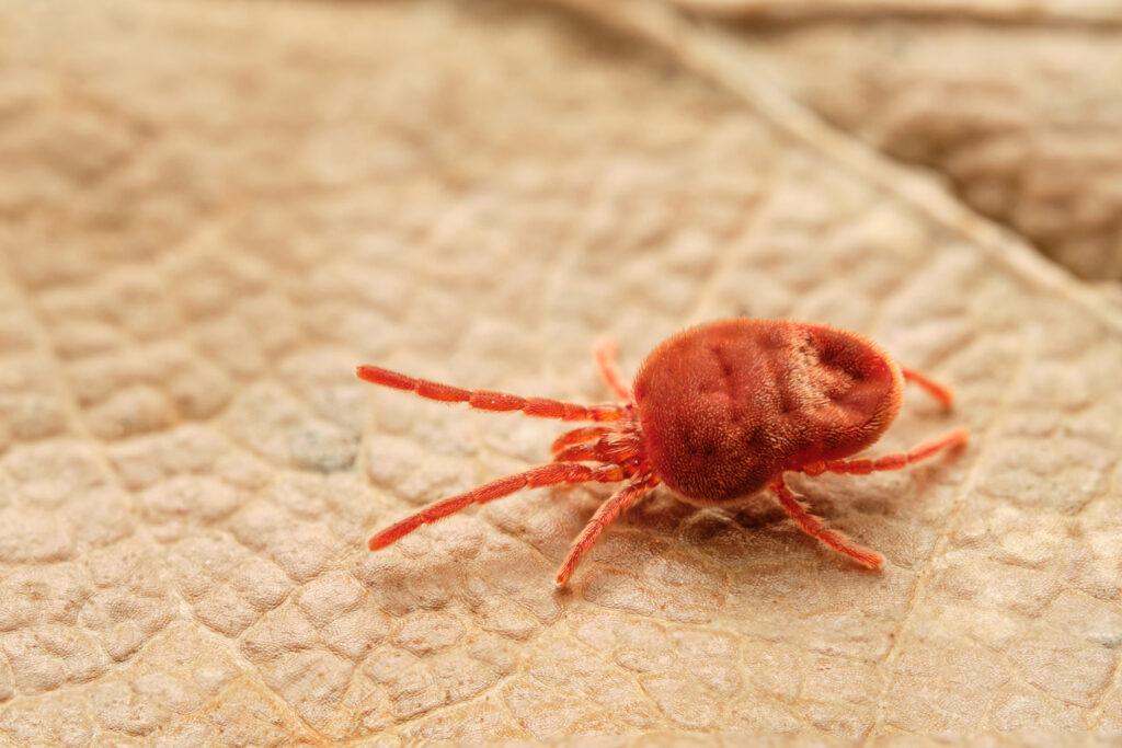 Grasmilbe auf einem Blatt