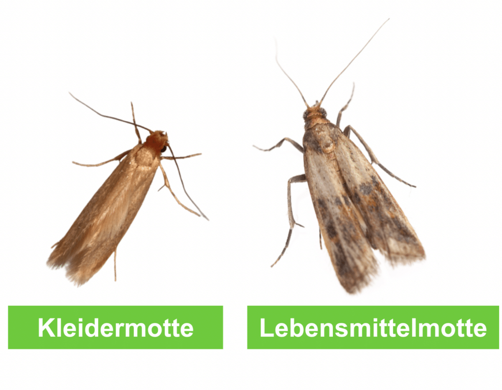 Eier von Hausmotten