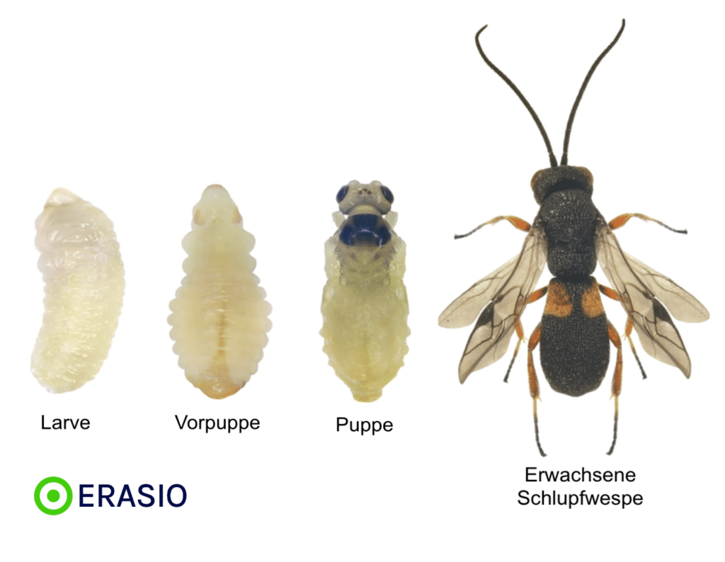 Lebenszyklus einer Schlupfwespe