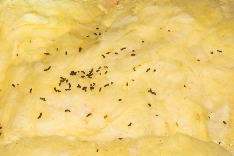 Mäusekot erkennen und beseitigen Sind Mäuseköttel gefährlich? ERASIO