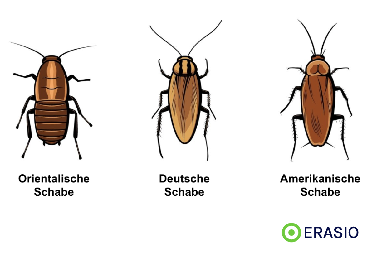 Deutsche Schabe Erkennen, bekämpfen, Mittel und Hausmittel ERASIO