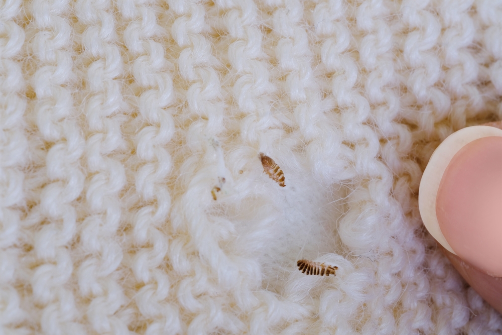 Mottenlöcher in einem Pullover
