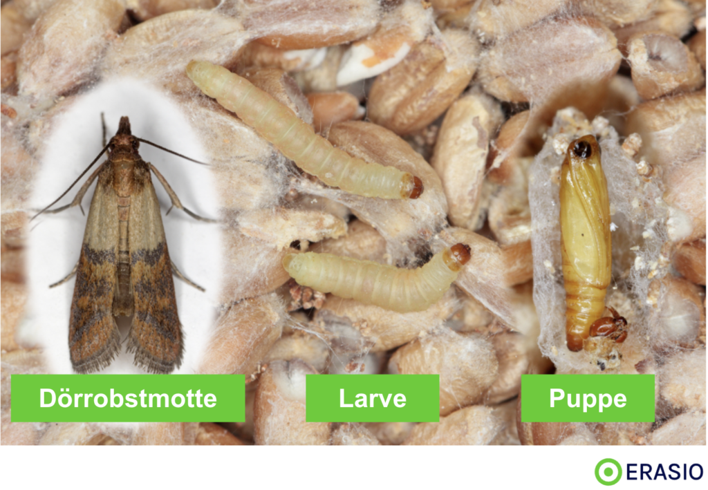 Larven Puppe und erwachsene Dörrobstmotte