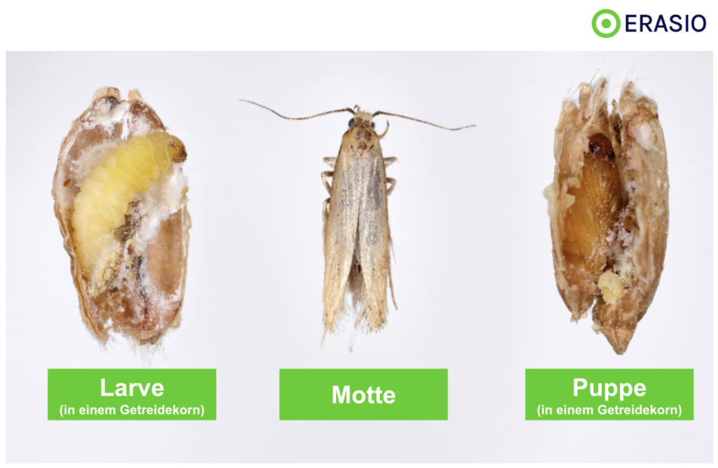 Lebensmittelmotte Lebenszyklus mit Puppe und Larve