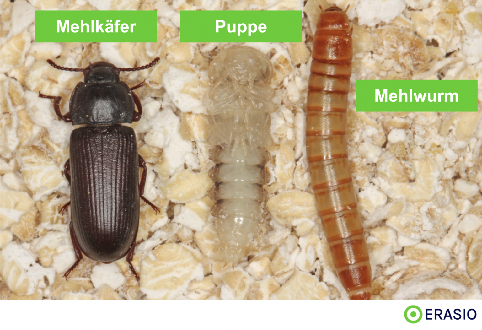 Mehlkäfer und Larven erkennen, bekämpfen Mittel und Hausmittel ERASIO