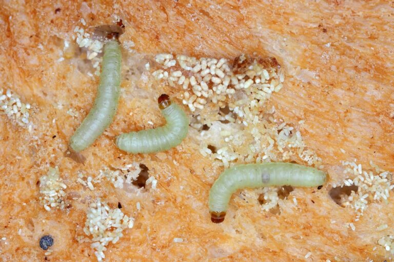 Mottenlarven erkennen, bekämpfen und dauerhaft loswerden ERASIO