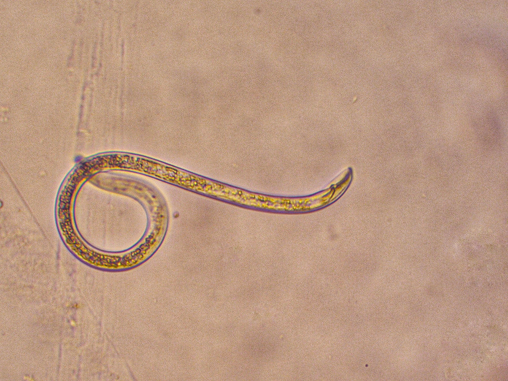 Nematoden