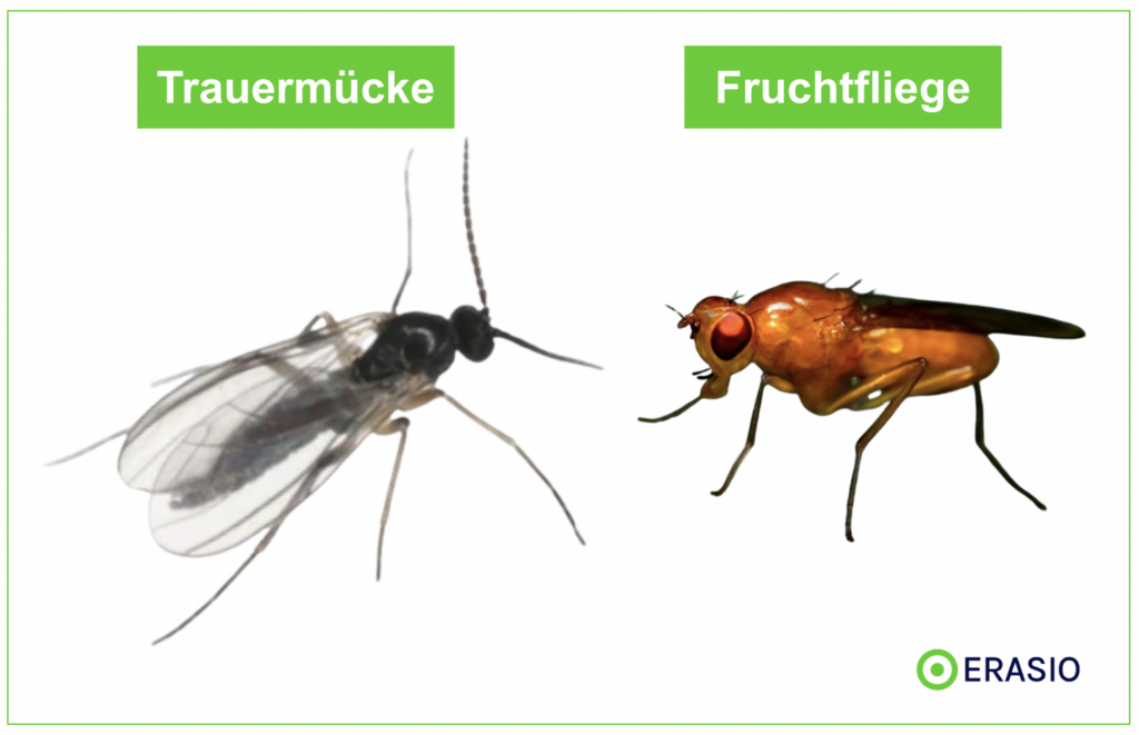 Trauermücke oder Fruchtfliege