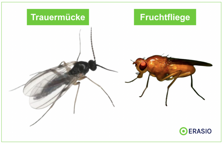 Trauerm cken Erkennen Bek mpfen Und Mittel Im Check ERASIO Trauerm cken Erkennen Bek mpfen Und Mittel Im Check ERASIO