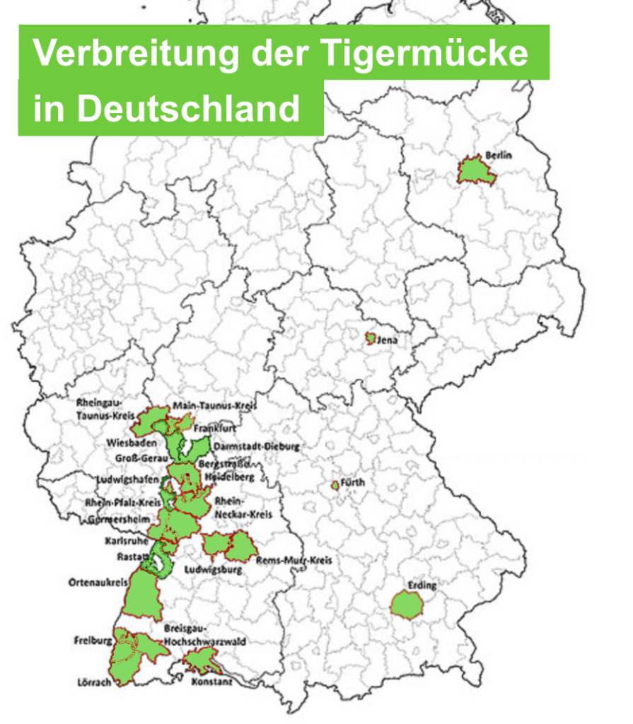 Deutschland Karte Verbreitung Tigermücke