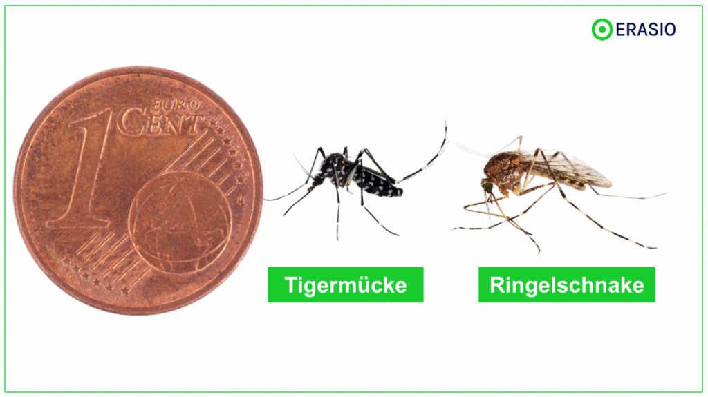 Größenvergleich: Ringelschnake vs Tigermücke