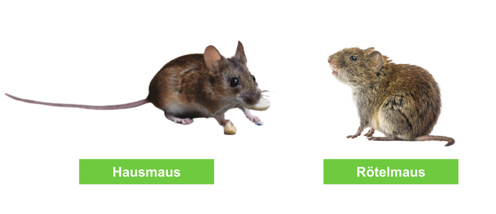 Rötelmaus Erkennen, Gefahr durch das Hantavirus & bekämpfen ERASIO