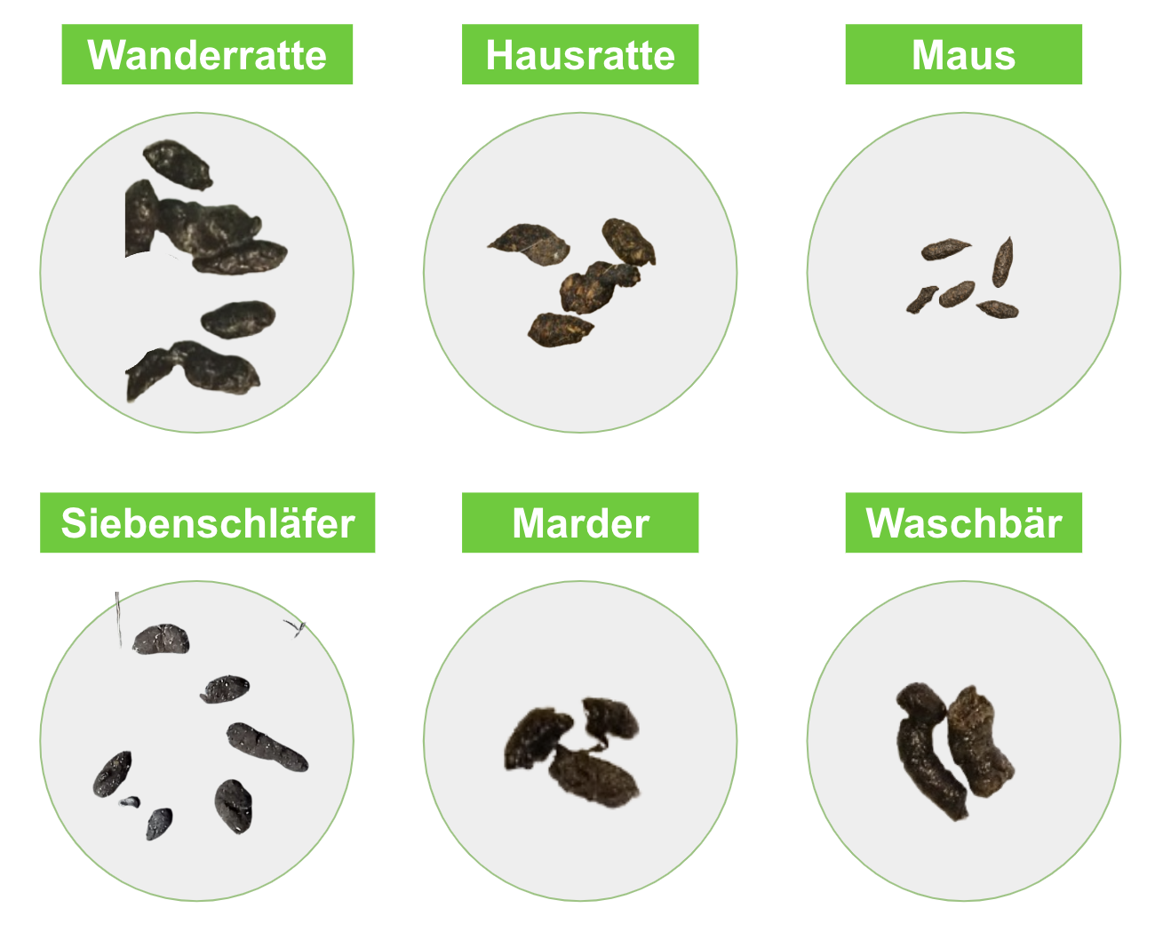 Siebenschläfer vertreiben Geräusche und Kot erkennen ERASIO