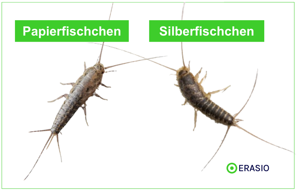 Papierfischchen Silberfischchen Unterschied
