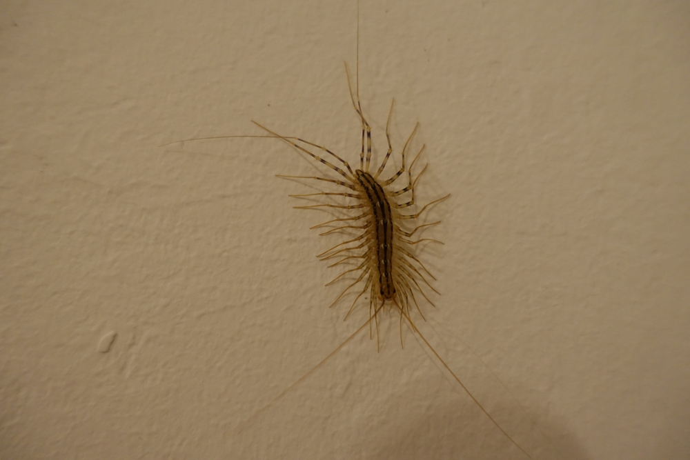 Spinnenläufer