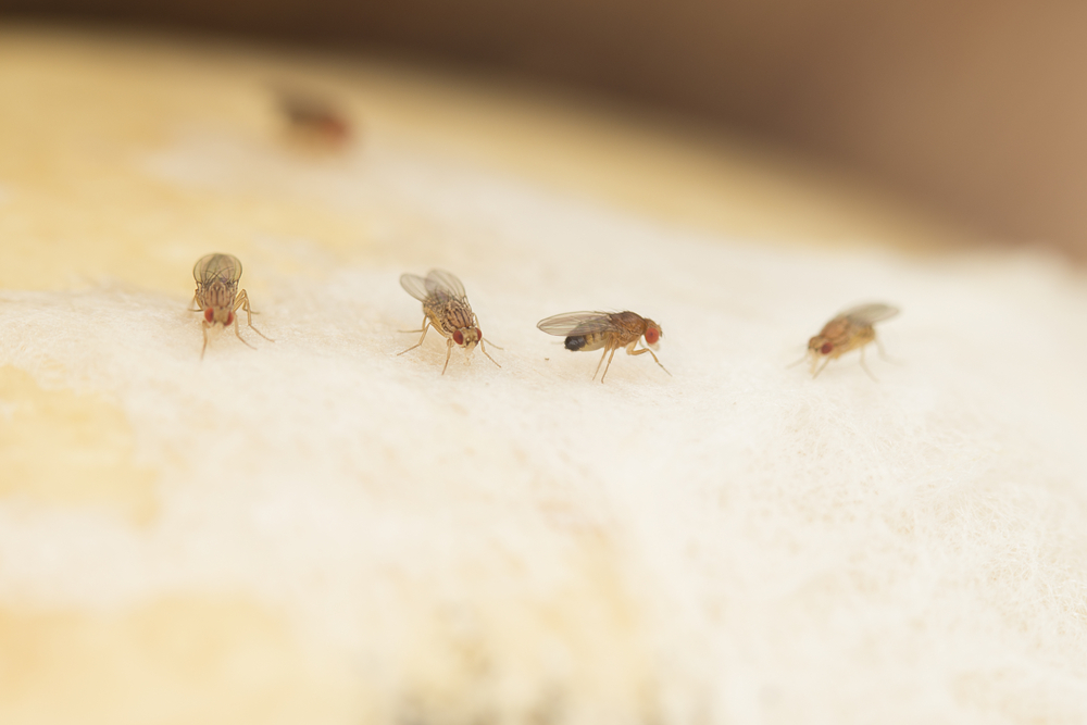 Kleine Fliegen in der Wohnung